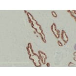 Immunohistochemistry - Anti-Prostate Specific Antigen Antibody (V0117) - Antibodies.com