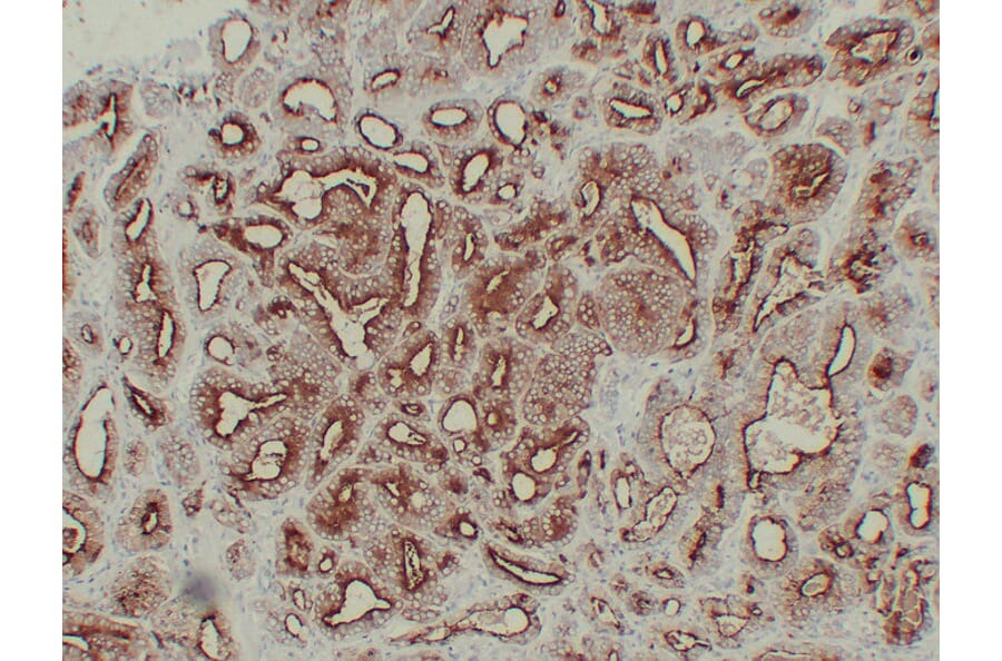 Immunohistochemistry - Anti-Prostate Specific Antigen Antibody (V0117) - Antibodies.com