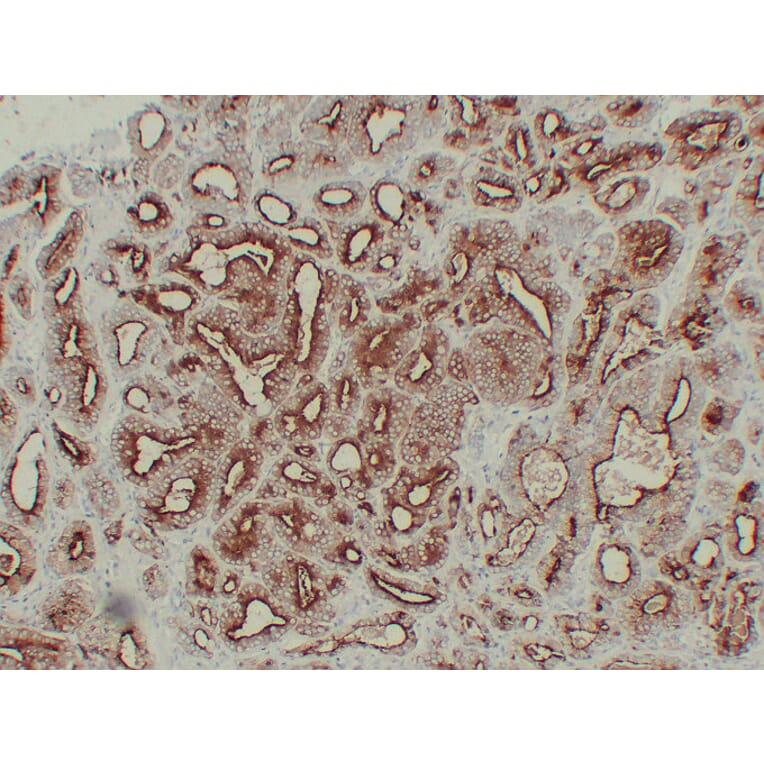 Immunohistochemistry - Anti-Prostate Specific Antigen Antibody (V0117) - Antibodies.com