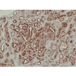 Immunohistochemistry - Anti-Prostate Specific Antigen Antibody (V0117) - Antibodies.com
