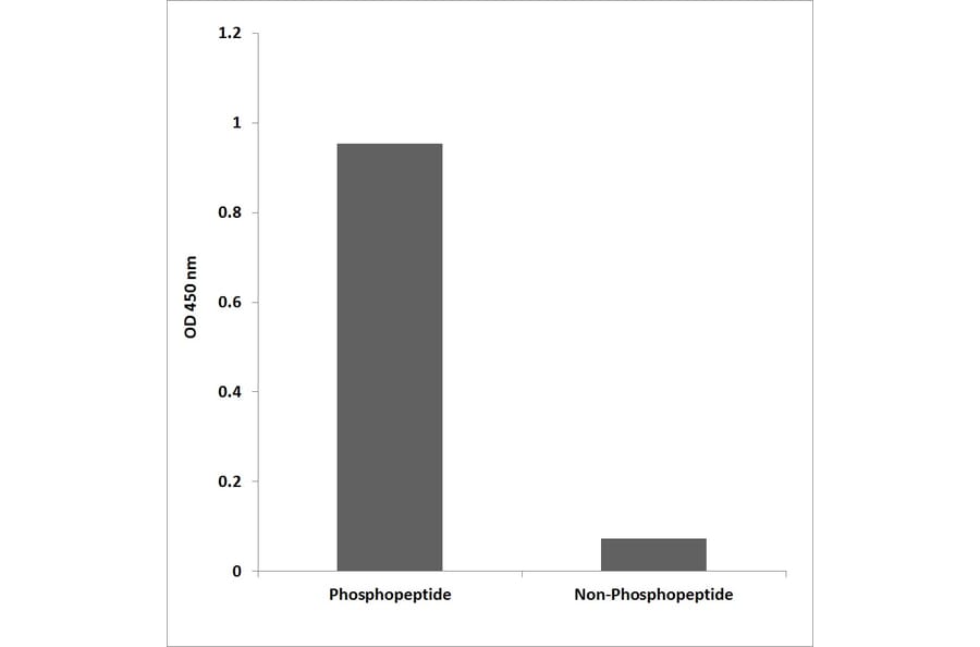 ELISA - Anti-TOP2A (phospho Ser1106) Antibody (P12-1190) - Antibodies.com