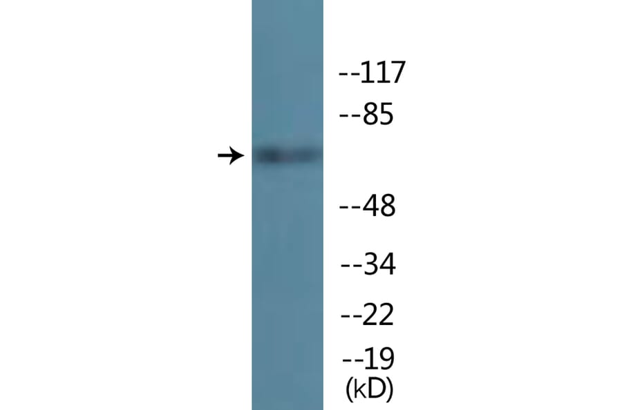 Western Blot - Anti-TIF-IA (phospho Ser649) Antibody (P12-1189) - Antibodies.com