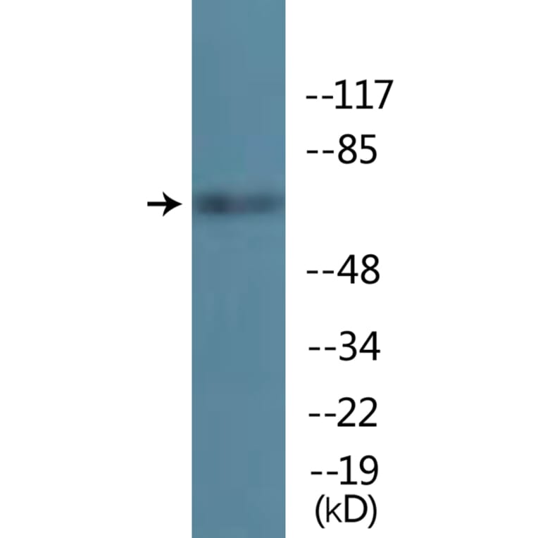 Western Blot - Anti-TIF-IA (phospho Ser649) Antibody (P12-1189) - Antibodies.com