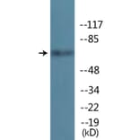 Western Blot - Anti-TIF-IA (phospho Ser649) Antibody (P12-1189) - Antibodies.com
