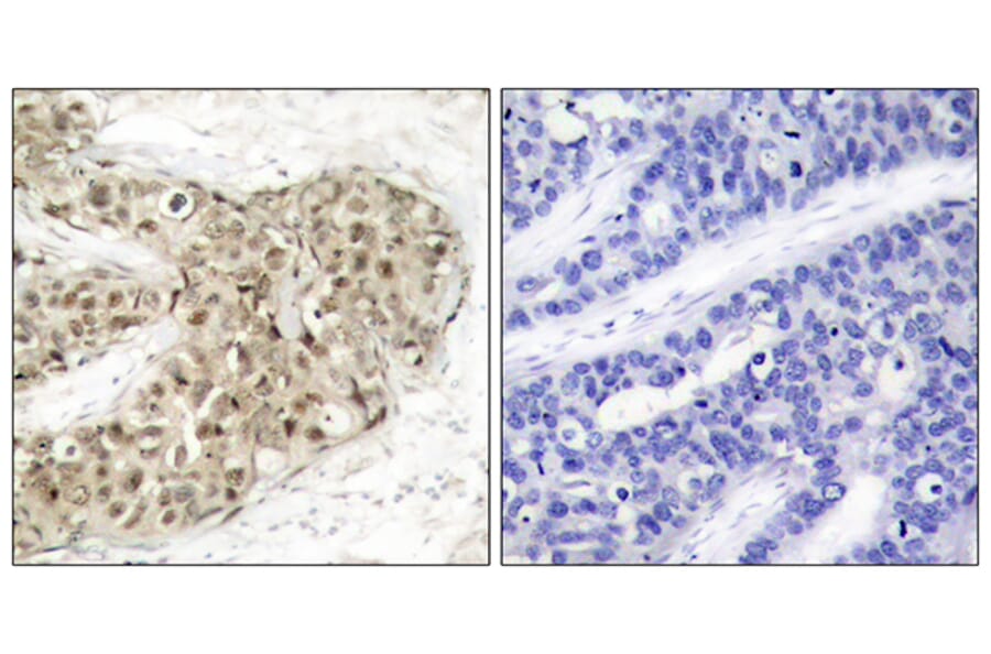 Immunohistochemistry - Anti-CDC25C (phospho Ser216) Antibody (A7038) - Antibodies.com