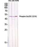 Western Blot - Anti-CDC25C (phospho Ser216) Antibody (A7038) - Antibodies.com