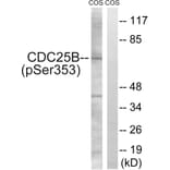 Western Blot - Anti-CDC25B (phospho Ser353) Antibody (A0855) - Antibodies.com