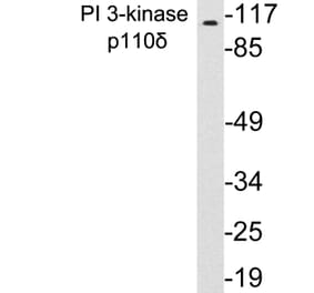 Western Blot - Anti-PI 3-kinase p110delta Antibody (R12-2306) - Antibodies.com