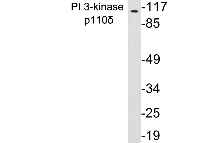 Western Blot - Anti-PI 3-kinase p110delta Antibody (R12-2306) - Antibodies.com
