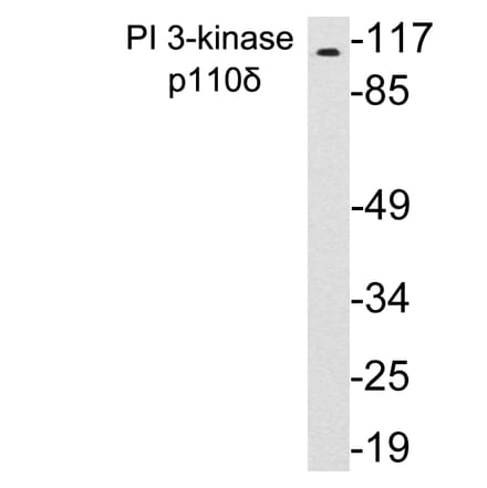 Western Blot - Anti-PI 3-kinase p110delta Antibody (R12-2306) - Antibodies.com