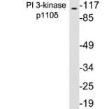 Western Blot - Anti-PI 3-kinase p110delta Antibody (R12-2306) - Antibodies.com