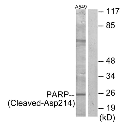 Western Blot - Anti-PARP (cleaved Asp214) Antibody (L0365) - Antibodies.com