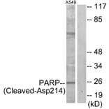 Western Blot - Anti-PARP (cleaved Asp214) Antibody (L0365) - Antibodies.com