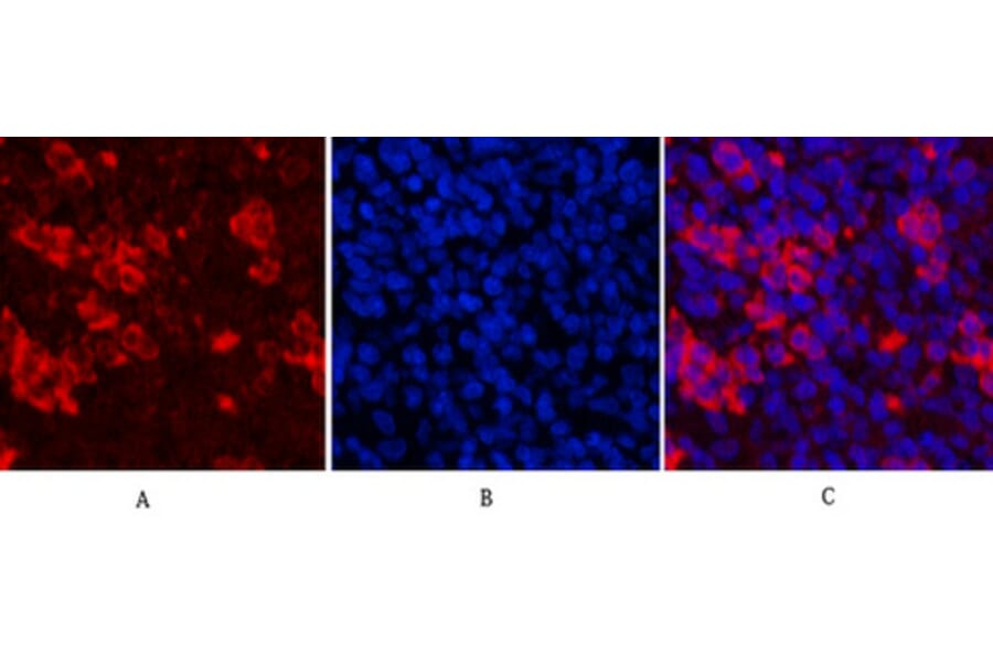 Immunofluorescence - Anti-PARP (cleaved Asp214) Antibody (L0365) - Antibodies.com