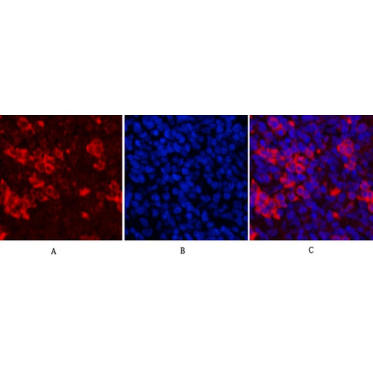 Immunofluorescence - Anti-PARP (cleaved Asp214) Antibody (L0365) - Antibodies.com
