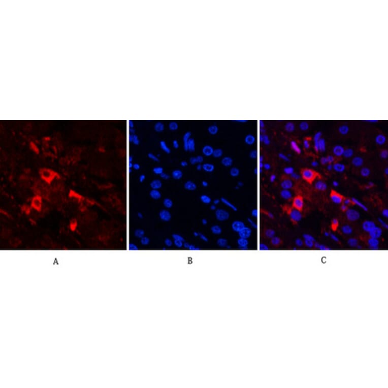 Immunofluorescence - Anti-PARP (cleaved Asp214) Antibody (L0365) - Antibodies.com