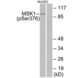 Western Blot - Anti-MSK1 (phospho Ser376) Antibody (A7155) - Antibodies.com