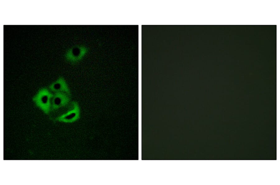 Immunofluorescence - Anti-MCL1 (phospho Ser159) Antibody (A1097) - Antibodies.com
