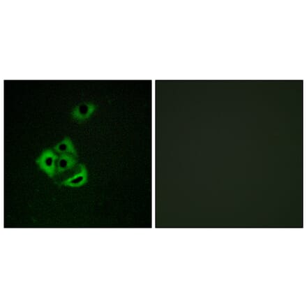 Immunofluorescence - Anti-MCL1 (phospho Ser159) Antibody (A1097) - Antibodies.com