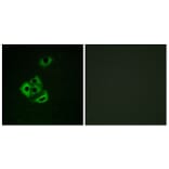 Immunofluorescence - Anti-MCL1 (phospho Ser159) Antibody (A1097) - Antibodies.com
