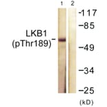 Western Blot - Anti-LKB1 (phospho Thr189) Antibody (A0673) - Antibodies.com