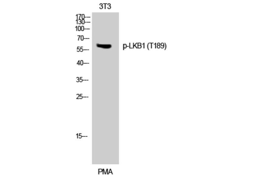 Western Blot - Anti-LKB1 (phospho Thr189) Antibody (A0673) - Antibodies.com