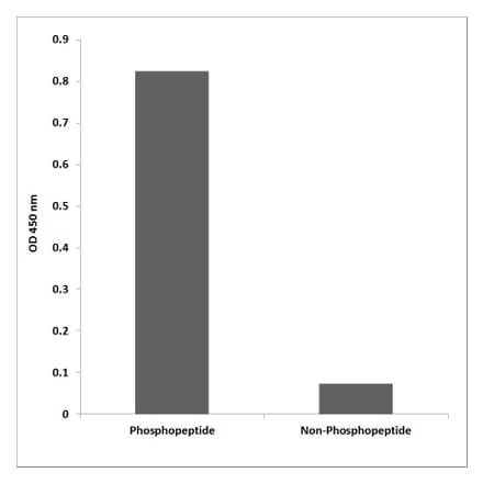 ELISA - Anti-LKB1 (phospho Thr189) Antibody (P12-1033) - Antibodies.com