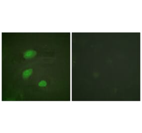 Immunofluorescence - Anti-HIRA (phospho Thr555) Antibody (A1037) - Antibodies.com