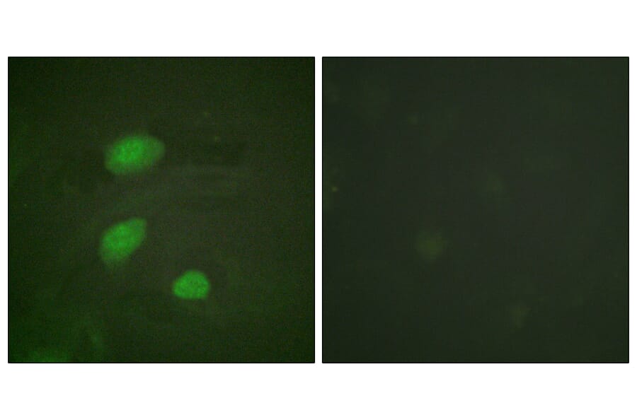 Immunofluorescence - Anti-HIRA (phospho Thr555) Antibody (A1037) - Antibodies.com