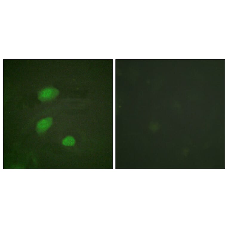 Immunofluorescence - Anti-HIRA (phospho Thr555) Antibody (A1037) - Antibodies.com
