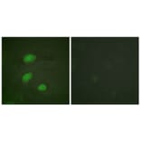 Immunofluorescence - Anti-HIRA (phospho Thr555) Antibody (A1037) - Antibodies.com