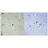 Immunohistochemistry - Anti-HIRA (phospho Thr555) Antibody (A1037) - Antibodies.com