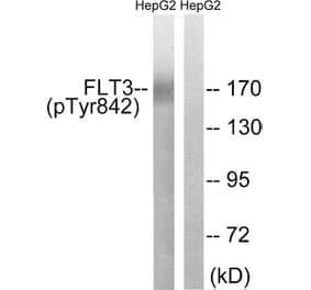 Western Blot - Anti-FLT3 (phospho Tyr842) Antibody (A8107) - Antibodies.com