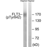 Western Blot - Anti-FLT3 (phospho Tyr842) Antibody (A8107) - Antibodies.com