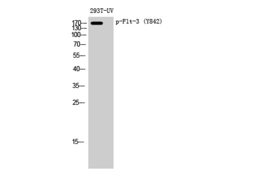 Western Blot - Anti-FLT3 (phospho Tyr842) Antibody (A8107) - Antibodies.com