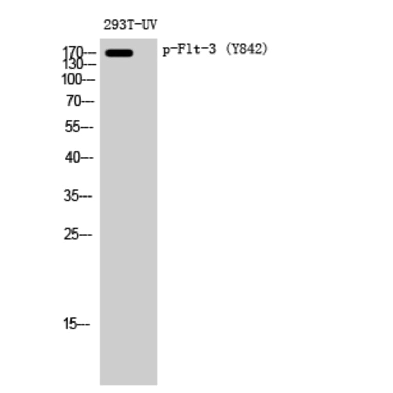 Western Blot - Anti-FLT3 (phospho Tyr842) Antibody (A8107) - Antibodies.com