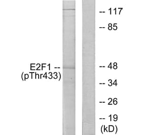 Western Blot - Anti-E2F1 (phospho Thr433) Antibody (A0423) - Antibodies.com