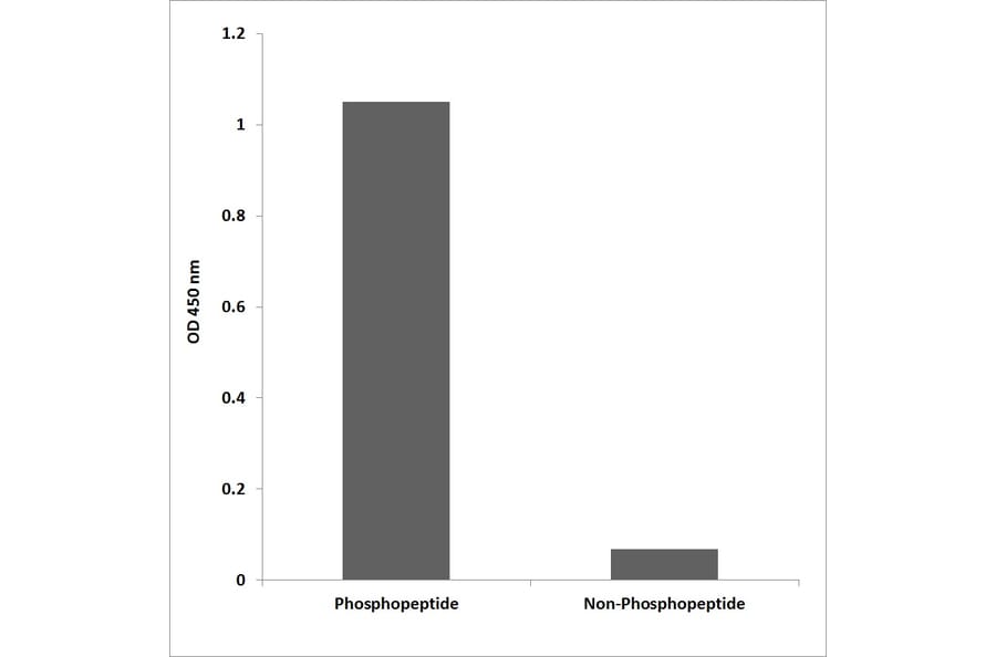 ELISA - Anti-CD28 (phospho Tyr218) Antibody (P12-1088) - Antibodies.com