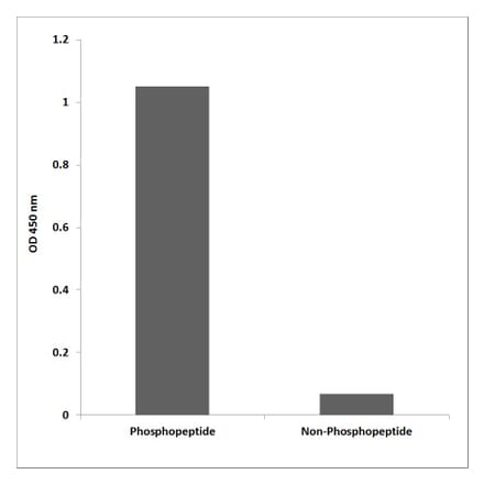 ELISA - Anti-CD28 (phospho Tyr218) Antibody (P12-1088) - Antibodies.com