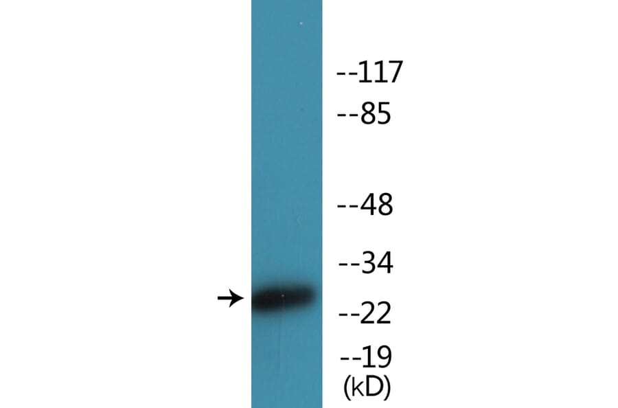 Western Blot - Anti-CD28 (phospho Tyr218) Antibody (P12-1088) - Antibodies.com