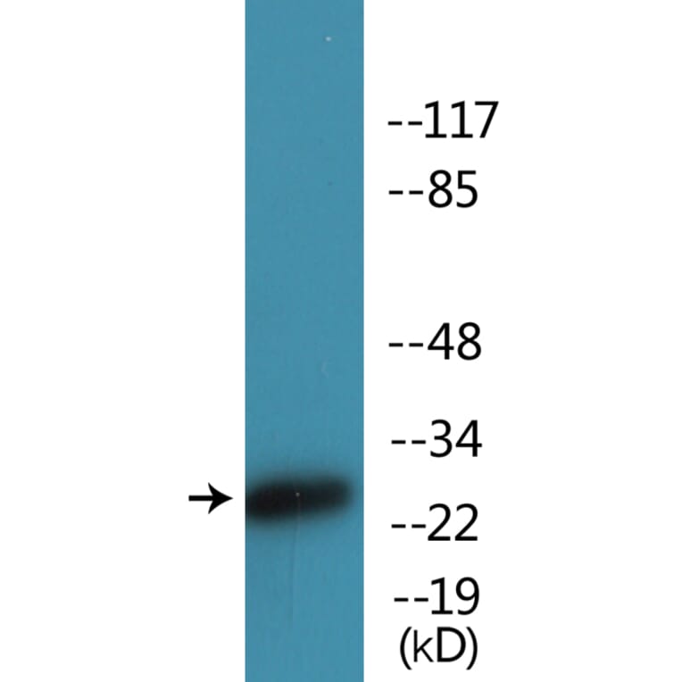 Western Blot - Anti-CD28 (phospho Tyr218) Antibody (P12-1088) - Antibodies.com