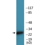 Western Blot - Anti-CD28 (phospho Tyr218) Antibody (P12-1088) - Antibodies.com