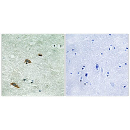Immunohistochemistry - Anti-TTK (phospho Thr676) Antibody (A8197) - Antibodies.com