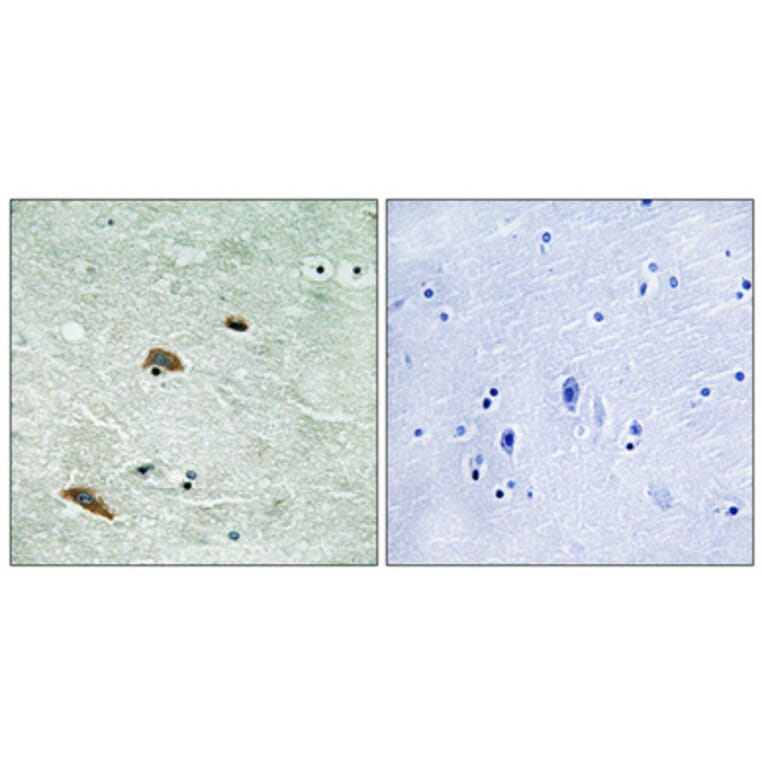 Immunohistochemistry - Anti-TTK (phospho Thr676) Antibody (A8197) - Antibodies.com