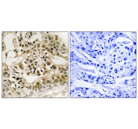 Immunohistochemistry - Anti-Myb (phospho Ser532) Antibody (A8378) - Antibodies.com