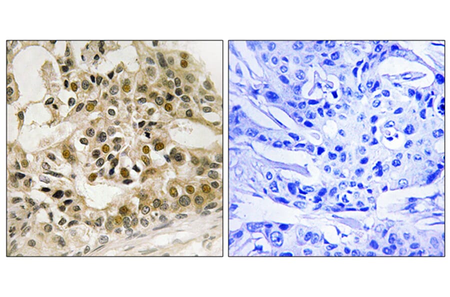 Immunohistochemistry - Anti-Myb (phospho Ser532) Antibody (A8378) - Antibodies.com