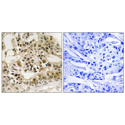 Immunohistochemistry - Anti-Myb (phospho Ser532) Antibody (A8378) - Antibodies.com