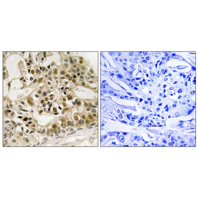 Immunohistochemistry - Anti-Myb (phospho Ser532) Antibody (A8378) - Antibodies.com