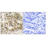 Immunohistochemistry - Anti-Myb (phospho Ser532) Antibody (A8378) - Antibodies.com