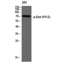 Western Blot - Anti-ITK (phospho Tyr512) Antibody (A1079) - Antibodies.com